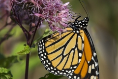 Wildlife - Second place: Maureen Duffy