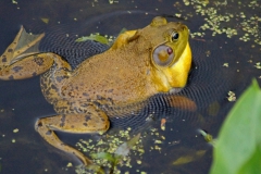 Wildlife - Honorable mention: Gay Raab