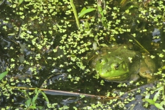 Youth - Honorable mention: Madison Kenny