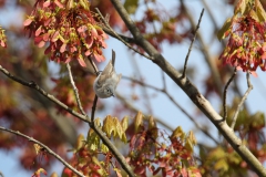 Youth - Honorable mention: Justine Wang