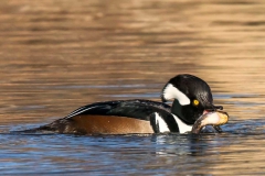 Birds - First place: Jim Duffy