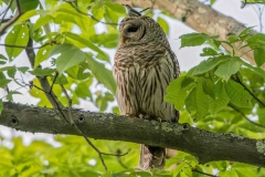 Birds - Second place: Chuck Hantis