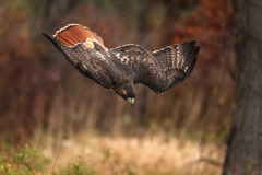 Birds - Honorable mention: Stephanie Smith