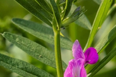 Plants - Honorable mention: Carol Duffy