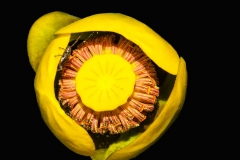 Plants - First place: Maureen Duffy