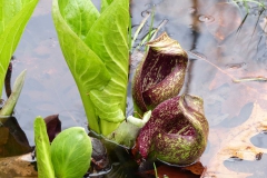 Plants - Second Place: Robert Stapperfenne