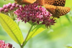 Pollinators - Honorable mention: T.C. Chiang