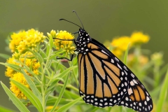 Pollinators - First place: Jim Duffy