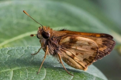 Pollinators - Second place: Mike Duffy