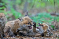 Wildlife - Second place: Jim Duffy