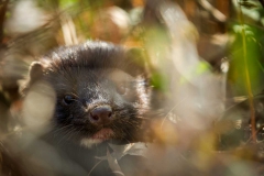 Wildlife - Honorable mention: Dorota Jansiewicz