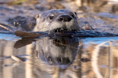 Wildlife - First place: Robert Lin