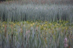 Youth - Honorable Mention: Samantha Moy