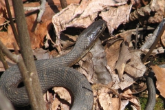 Youth - Honorable mention: Johnny Van Saders