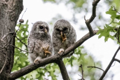 Youth - First place: Justine Wang