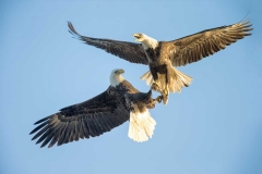 Birds - First place: Jim Duffy