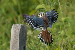 Birds - Honorable mention: Chuck Hantis