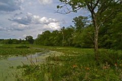 Landscape - Honorable mention: Richard Harris