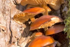 Plants - First place: Jim Duffy