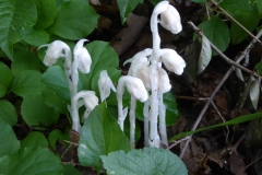 Plants - Honorable mention: Susan Hunt