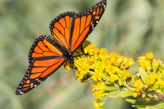 Wildlife - First place: Carol Duffy