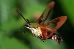 Wildlife - Honorable mention: Jim Duffy