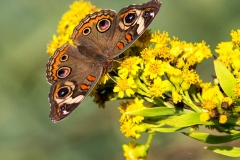 Wildlife - Second place: Maureen Duffy