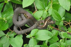 Youth - Honorable mention: Madison Kenny