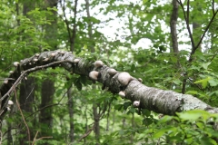 Youth - Honorable mention: Teresa O’Neill