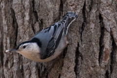 Youth - First place: Justine Wang