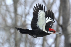 Birds 2nd Place—T.C. Chiang