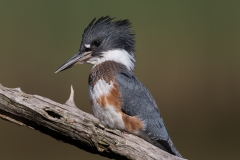 Birds - First Place - Jim Duffy