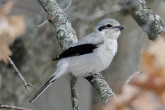 Birds - 3rd  Place - Robert Lin