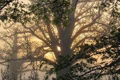 Landscape - 3rd Place - Matthew Heiss