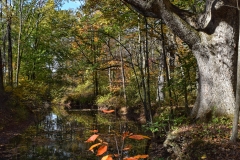 Landscape - First Place - Susan Neufield