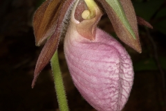 Plants - First Place - Jim Duffy