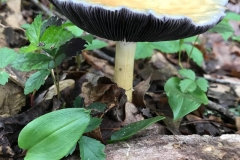 Plants - 2nd Place - Carmen Pirotte