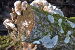 Plants - 3rd Place - William Siener