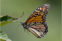 Pollinators - First Place - Jim Duffy