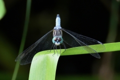 Pollinators - 3rd Place - Carole Wilmot