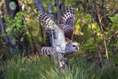 Raptors - First Place - Catherine Adamcik