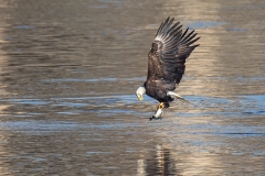 Raptors - 3rd Place - Jim Duffy