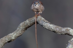 Raptors - 2nd Place - Chuck Hantis