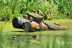 Wildlife - First Place - TC Chiang