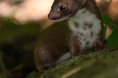 Wildlife - 2nd Place - Jim Duffy