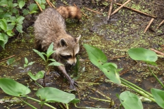 Wildlife - 3rd Place - Carole Wilmot