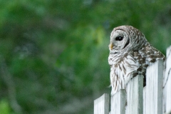 Youth - Delaney Moynihan