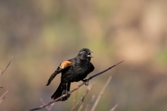 Youth - Justine Wang