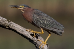 Birds-First-Place-Carol-Duffy