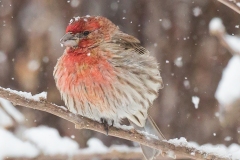 Birds-Second-Place-Mike-Duffy